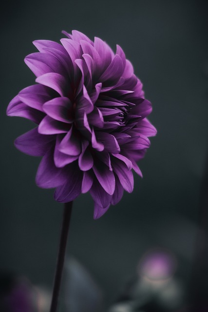 画像に alt 属性が指定されていません。ファイル名: dahlia-6620610_640.jpg