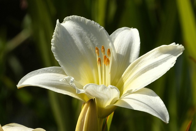 画像に alt 属性が指定されていません。ファイル名: daylily-8897976_640.jpg