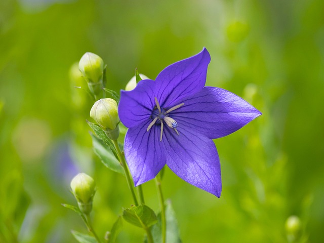 画像に alt 属性が指定されていません。ファイル名: flowers-2462044_640.jpg