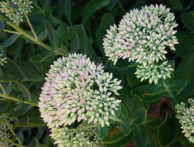 画像に alt 属性が指定されていません。ファイル名: sedum-1635164_640.jpg