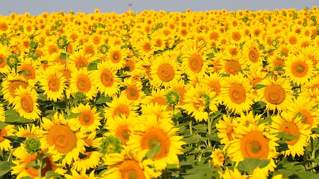 画像に alt 属性が指定されていません。ファイル名: sunflower-843419_640.jpg